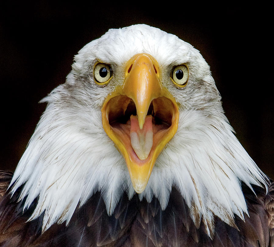 Bald Eagle Photograph by Www.galerie-ef.de