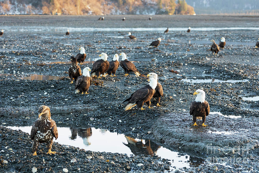 Wildlife Photograph - Bald eagles at low tide at dusk by Louise Heusinkveld