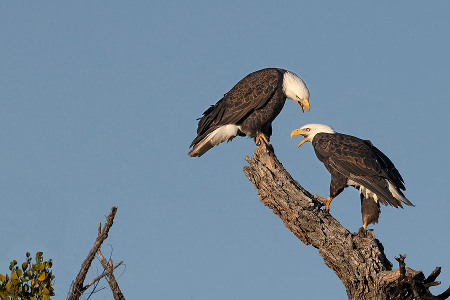 Bald Eagles Calling. Photograph by Paul Martin