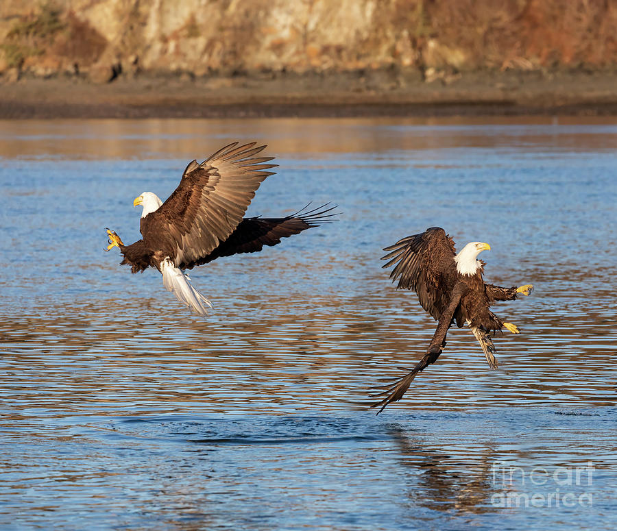 Wildlife Photograph - Bald eagles fishing by Louise Heusinkveld