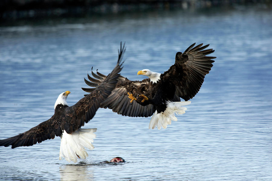 Bald Eagles Greeting Each Other Photograph by William Mullins