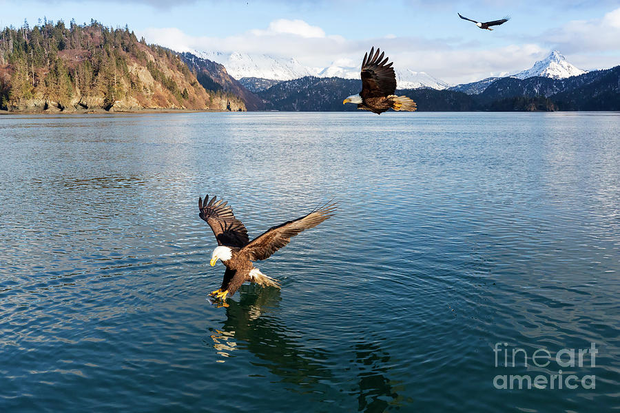 Bald Eagle Photograph - Bald Eagles, Haliaeetus leucocephalus, fishing in China Poot Bay by Louise Heusinkveld