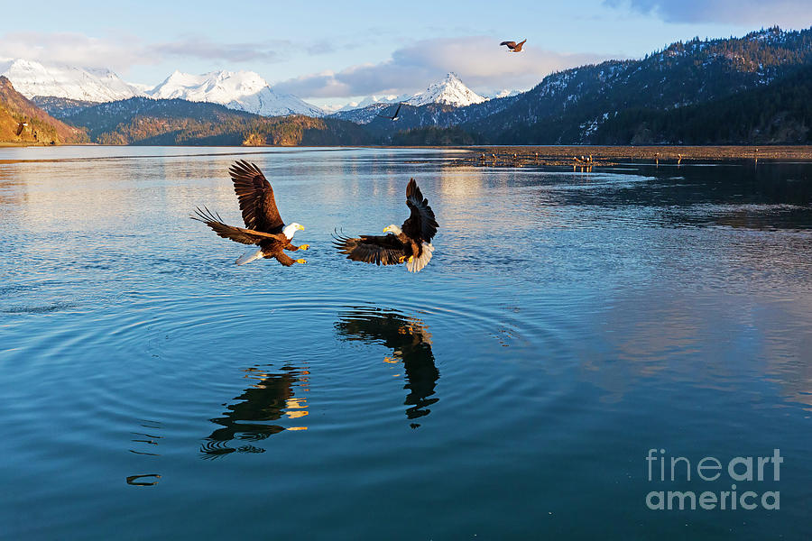 Bald eagles in flight Photograph by Louise Heusinkveld