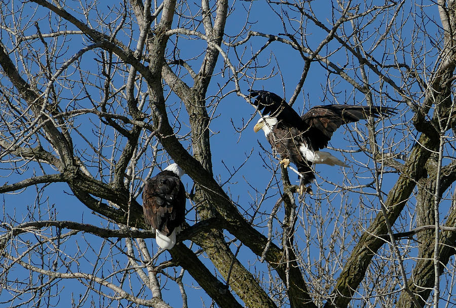 Bald Eagles in Tree Photograph by Sandra Js