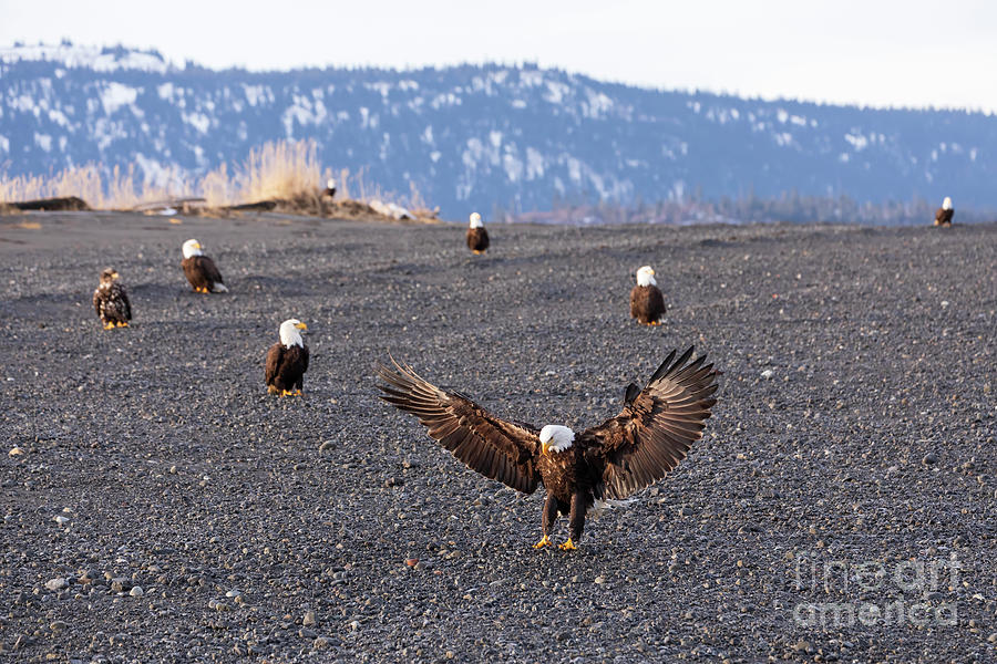 Bald Eagles on the beach Photograph by Louise Heusinkveld