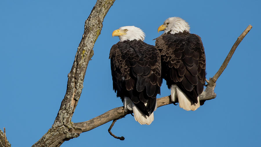 Bald Eagles on the Potomac Photograph by William Krumpelman - Fine Art ...