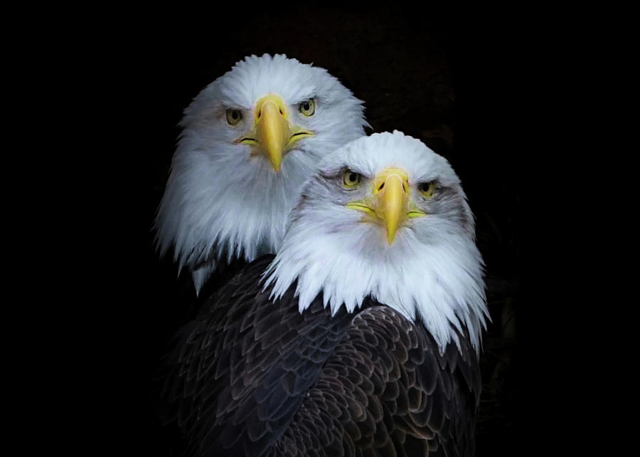 Bald Eagles Portrait 2 Photograph by Ernest Echols