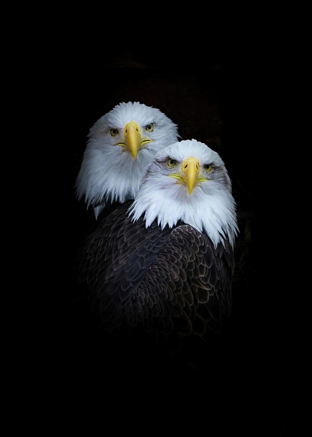 Bald Eagles Portrait Photograph by Ernest Echols