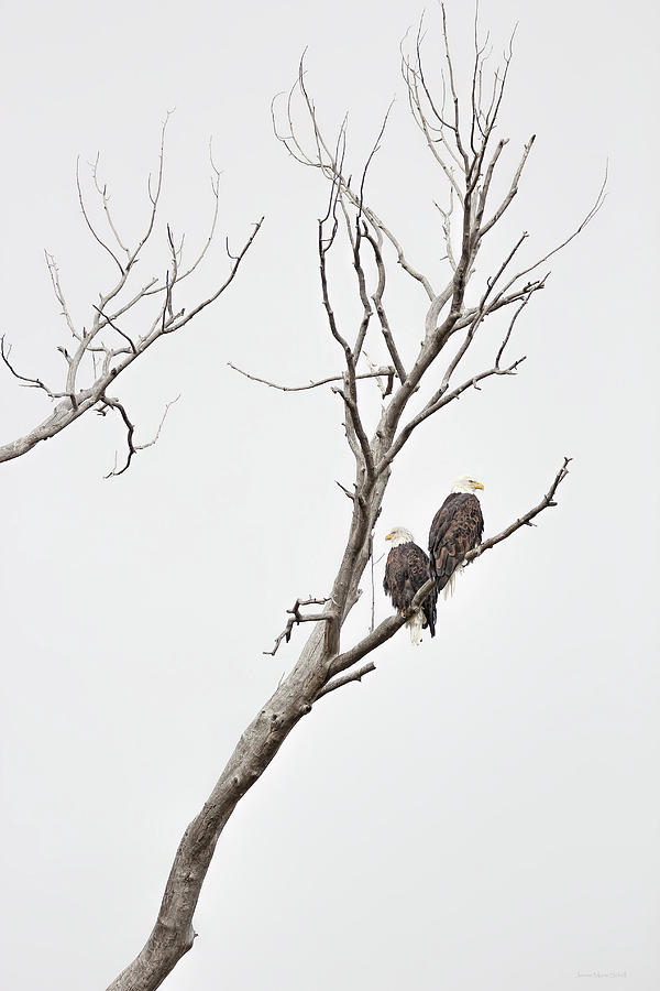 Bald Eagle Raptors Photograph by Jennie Marie Schell