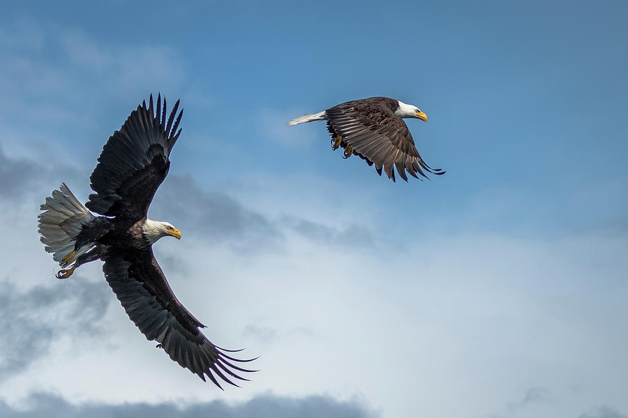 Eagle Photograph - Bald Eagles by Russell Cody Eagle Photograph - Bald Eagles by Russell Cody