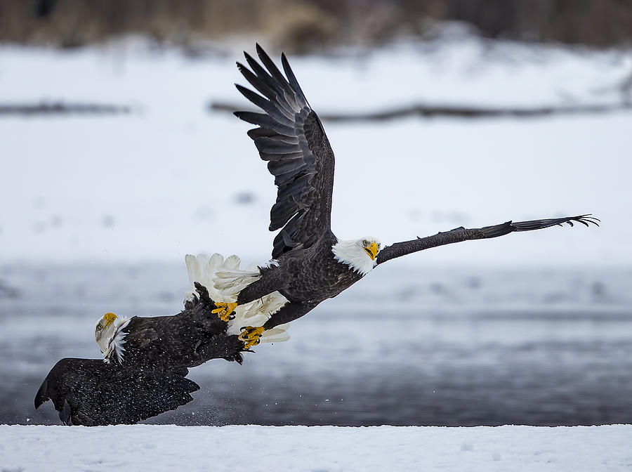 Eagle Photograph - Bald Eagles - Shaking Talons by Shlomo Waldmann