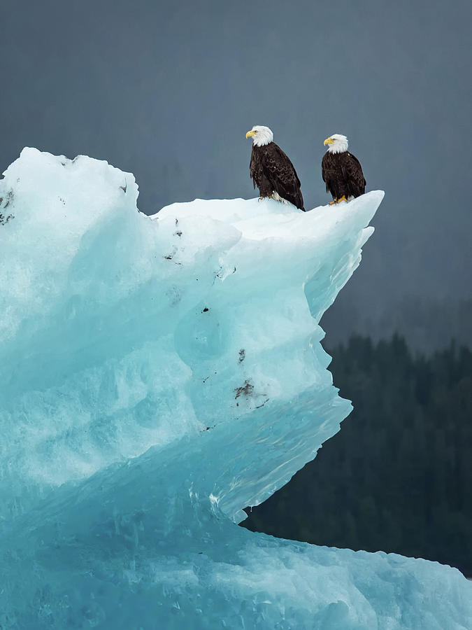 Eagle Photograph - Bald Eagles Sitting On Ice, Alaska by Max Seigal