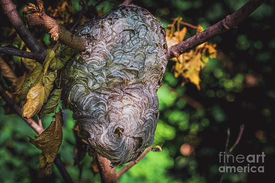 Bald-Faced Hornets Hive Photograph Photograph by Stephen Geisel