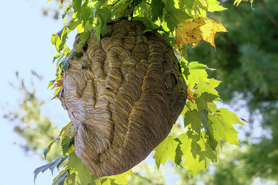 Bald-faced Hornets Nest by Jason Fink Bald-faced Hornets Nest by Jason Fink
