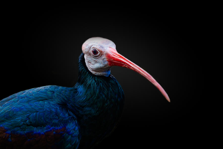 Ibis Photograph - Bald Ibis by Alex Zhao