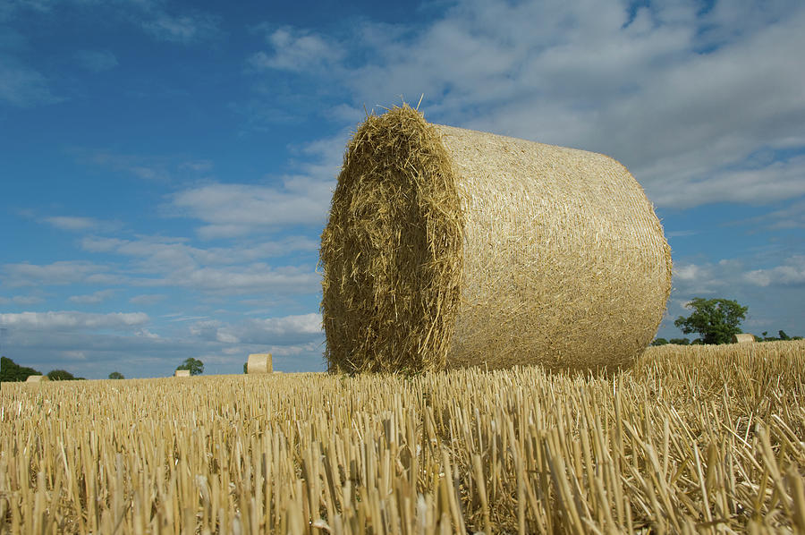 Bale Of Hay Digital Art by Henry Arden - Fine Art America