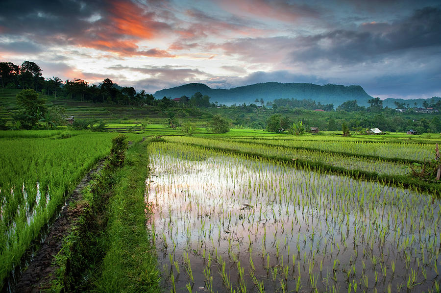 Bali Rice Field At Dawn Photograph by Edmund Lowe Photography