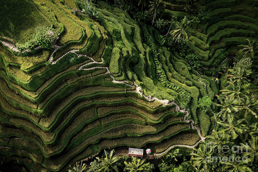 Bali Rice Terrace Photograph by Tyler Rooke