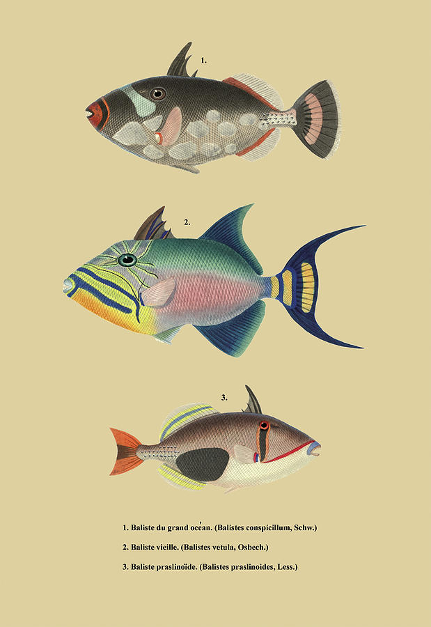 Fish Painting - Baliste du Grand Ocean et al. by Louis Isidore Duperrey