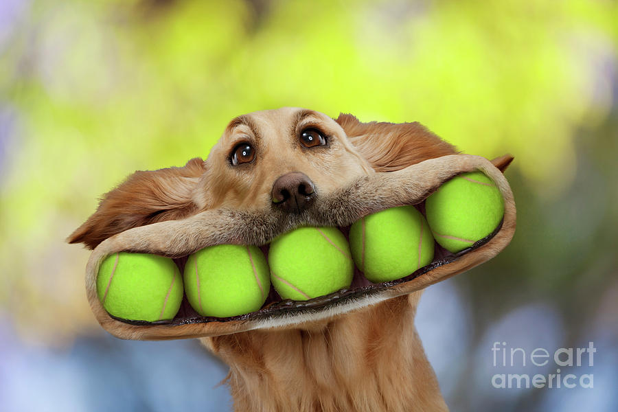 Dog Photograph - Ball Dog by Lund Roeser