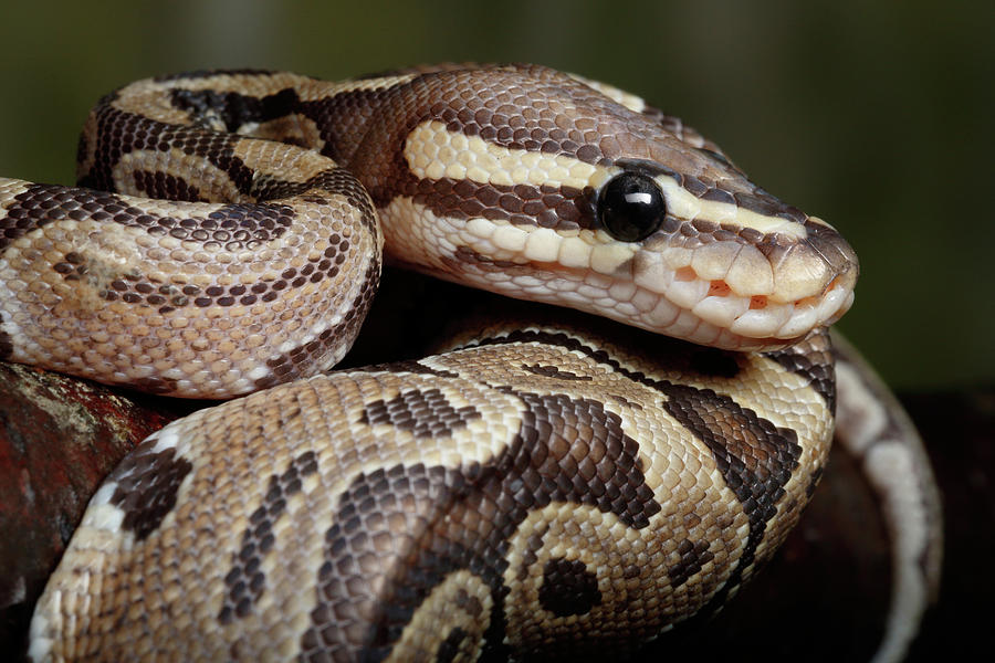 Ball Python Coiled On Branch Photograph by David Kenny