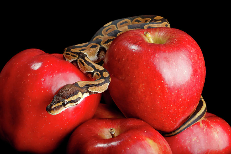 Ball Python On Red Apples Photograph by David Kenny