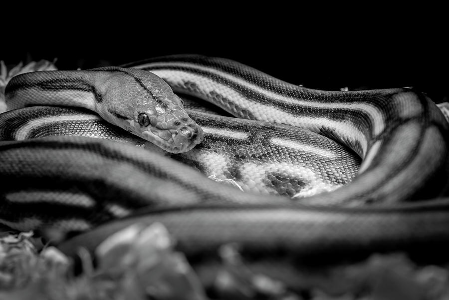 Ball Python_bw Photograph by Danny Pugh - Fine Art America