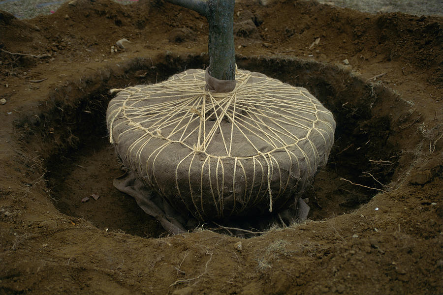 Balled And Burlapped Tree In Hole By Richard Felber