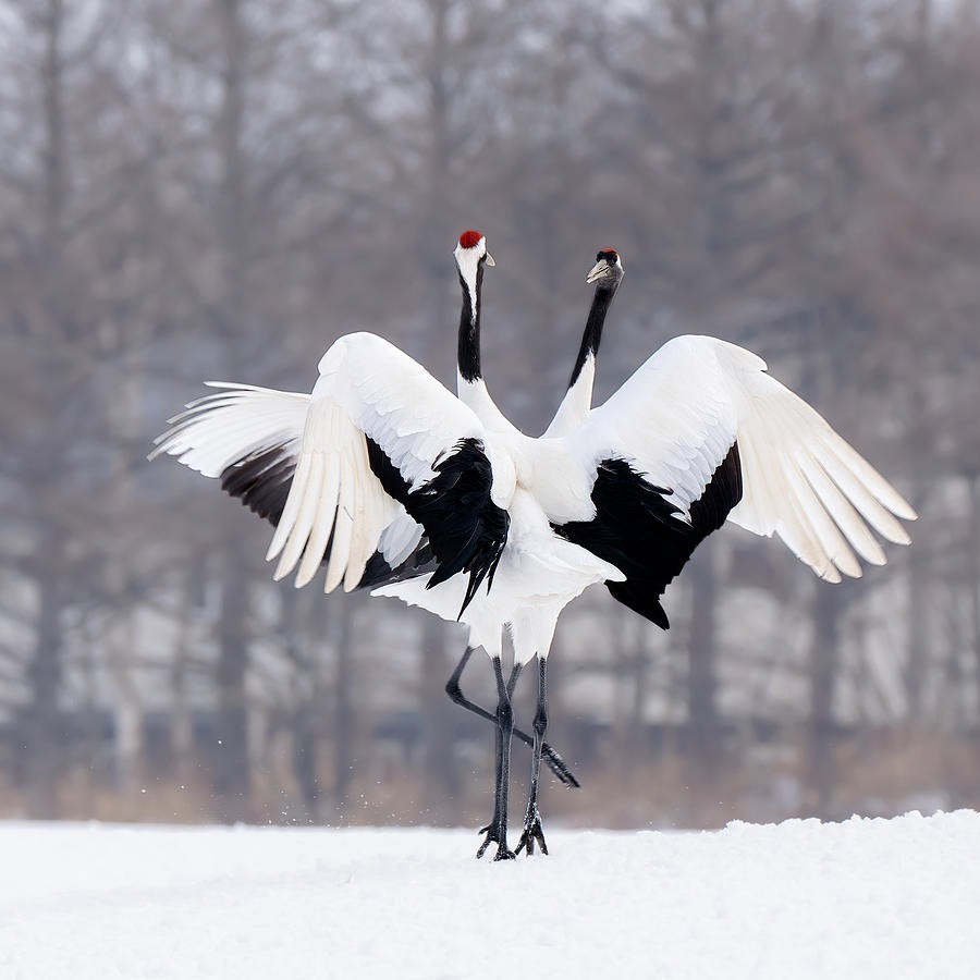 Ballet Dancer Photograph by Min Li - Fine Art America