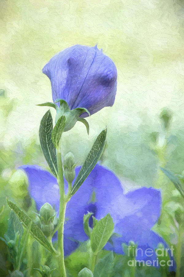Balloon Flower Ready To Bloom Photograph by Sharon McConnell