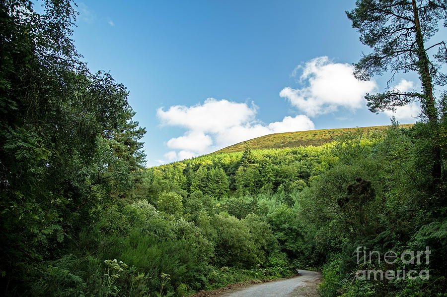 Ballyhoura Mountain Trail Photograph by Natural Focal Point Photography
