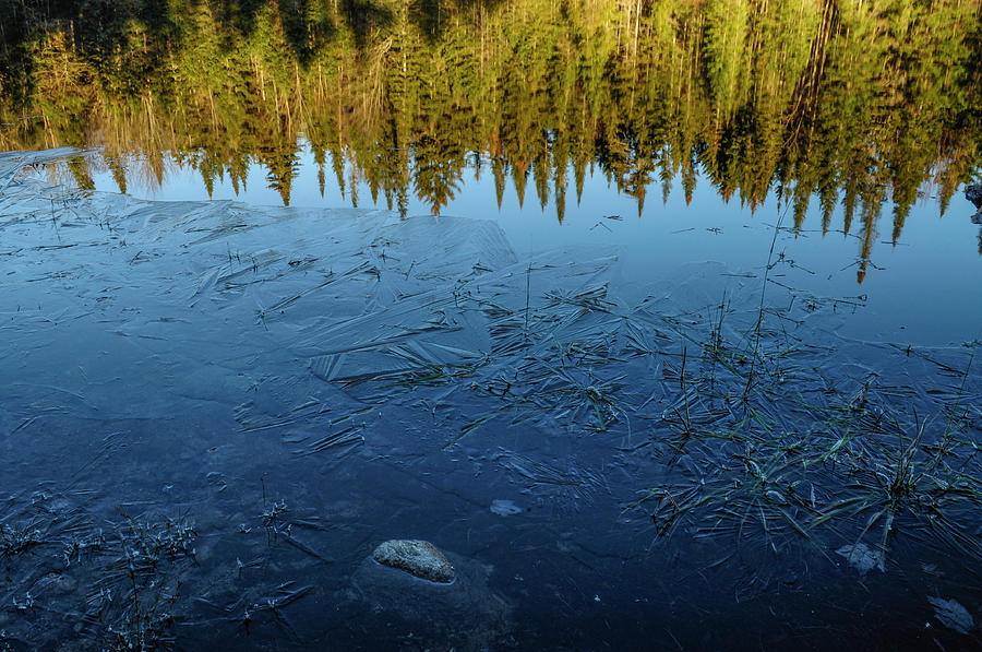 Balsam Fir And Ice by Bob Grabowski Balsam Fir And Ice by Bob Grabowski