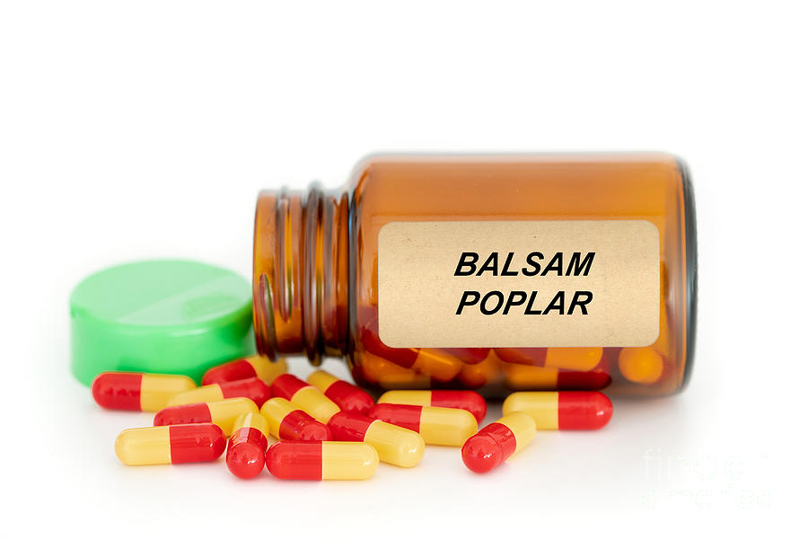 Bottle Photograph - Balsam Poplar Herbal Medicine by Wladimir Bulgar/science Photo Library