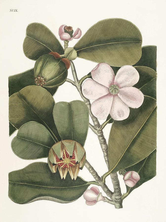 Balsam Tree  Cenchramidea Arbor  from The natural history of Carolina, Florida, and the Bahama Islan Painting by Celestial Images