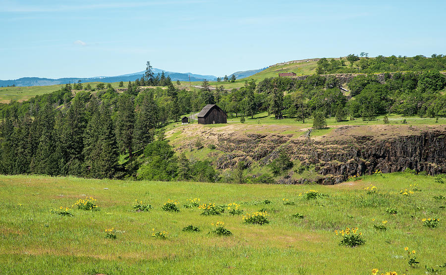 Balsamroot and Old Barn Photograph by Tom Cochran