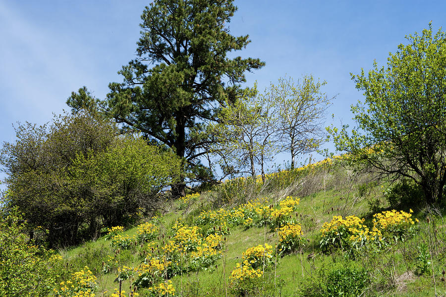 Balsamroot and Pine Near Klemgard Park Photograph by Tom Cochran