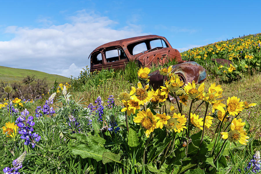 Balsamroot and Rusty Car Photograph by John Trax