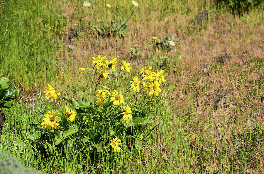 Balsamroot Clump Near The Dalles Photograph by Tom Cochran