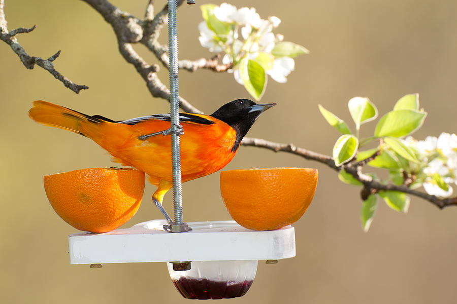 Baltimore Oriole At Feeder Photograph by Jhayes44