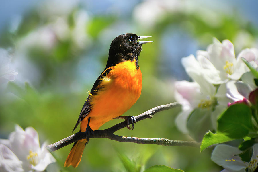 Baltimore Oriole Bird Photograph by Christina Rollo