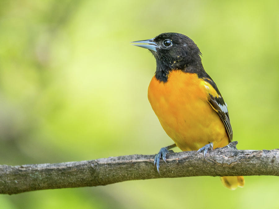 Baltimore Photograph - Baltimore Oriole by Noble Nuthatch
