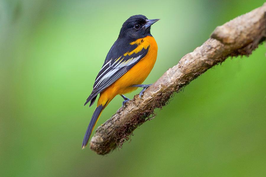 Wildlife Photograph - Baltimore Oriole by David Manusevich