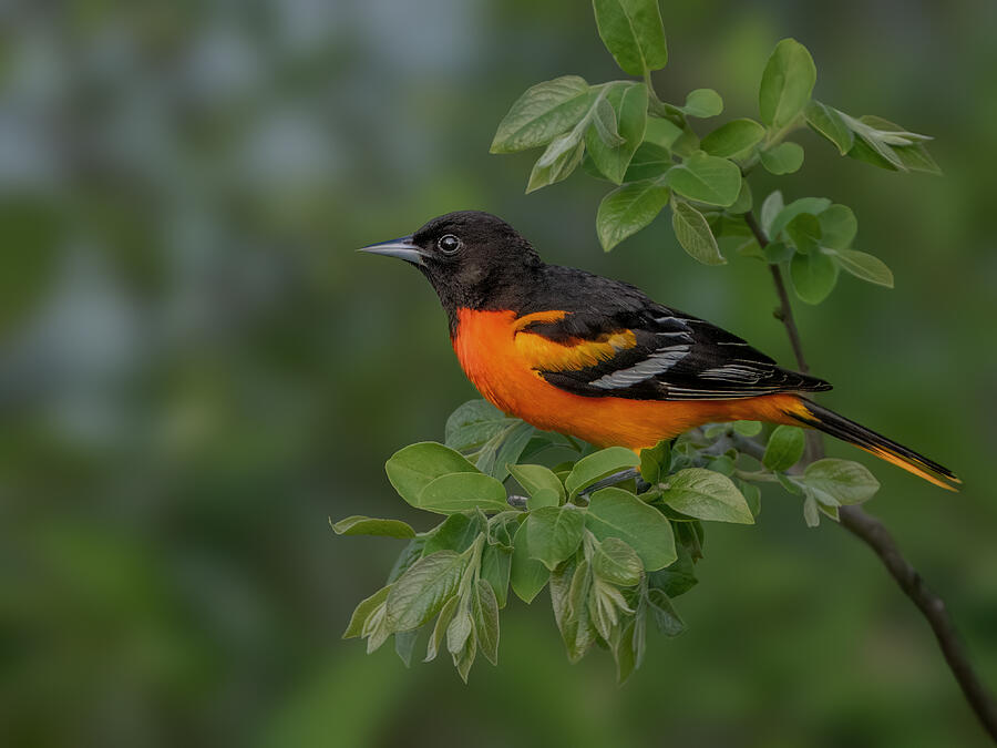 Baltimore Oriole Photograph by Jian Xu - Fine Art America