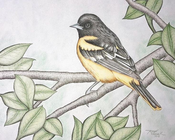 Stock Art Drawing of a Baltimore Oriole