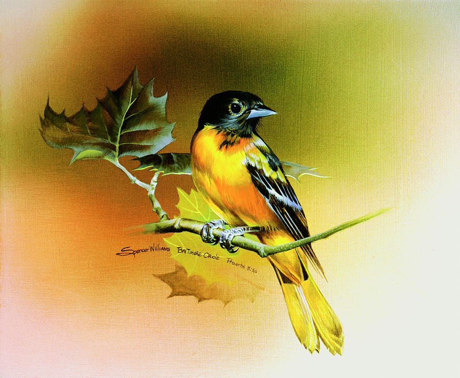 Oriole Mixed Media - Baltimore Oriole by Spencer Williams
