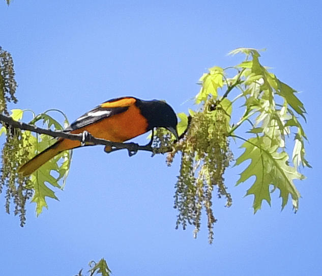 Baltimore Oriole tree Photograph by Hershey Art Images