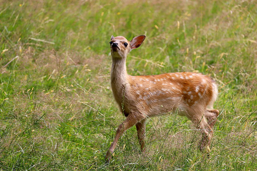 Deer Photograph - Bambi 1 by Heike Hultsch
