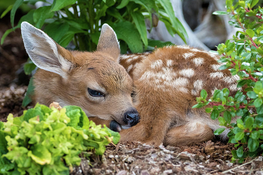 Bambi Photograph by Michelle Pennell