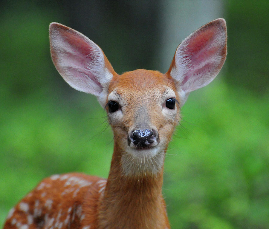 Bambi Up Close And Personal Photograph by Natures Gifts Captured