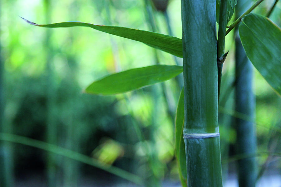 Bamboo 0321 by Mark Shoolery Bamboo 0321 by Mark Shoolery